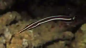 Yellow Striped Clingfish